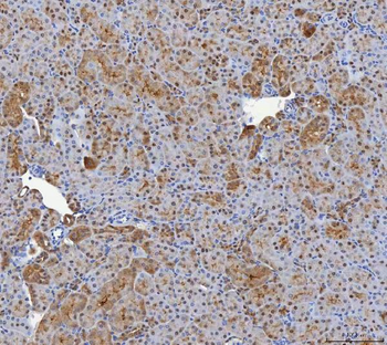 SHQ1 Rabbit Polyclonal Antibody