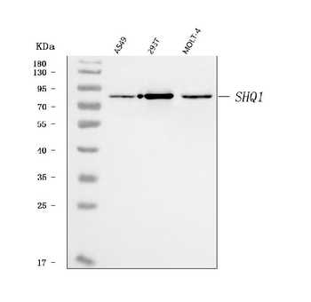SHQ1 Rabbit Polyclonal Antibody