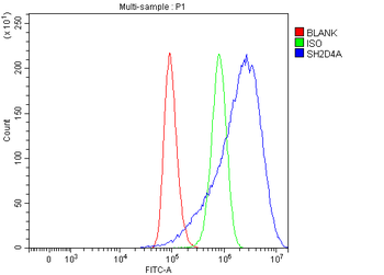 SH2D4A Rabbit Polyclonal Antibody