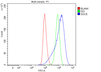 SGCE Rabbit Polyclonal Antibody