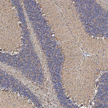 SFXN5 Rabbit Polyclonal Antibody