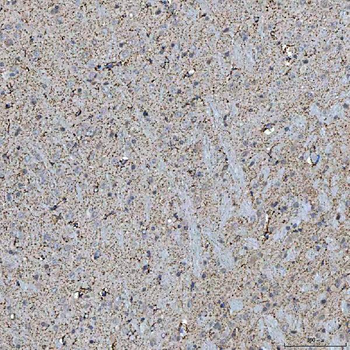 SFXN5 Rabbit Polyclonal Antibody