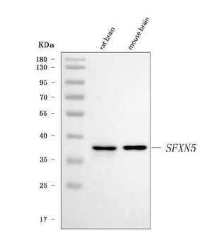 SFXN5 Rabbit Polyclonal Antibody