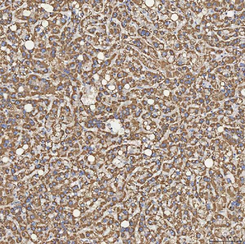 SFXN5 Rabbit Polyclonal Antibody