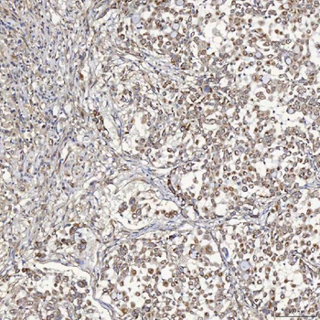 SFXN5 Rabbit Polyclonal Antibody
