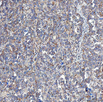 SFXN5 Rabbit Polyclonal Antibody