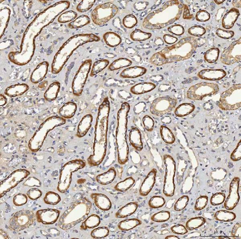 SFXN5 Rabbit Polyclonal Antibody