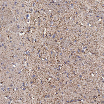 SFXN5 Rabbit Polyclonal Antibody