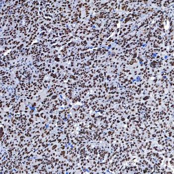 SF3B3 Rabbit Polyclonal Antibody