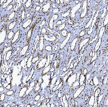 SF3B3 Rabbit Polyclonal Antibody