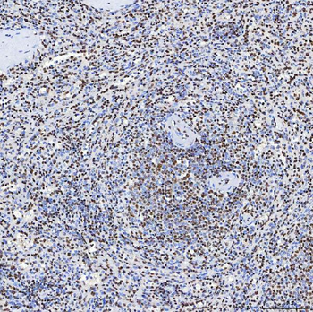SF3B3 Rabbit Polyclonal Antibody