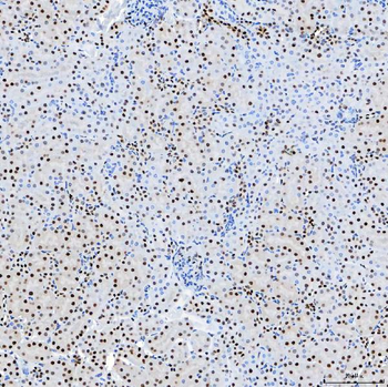 SF3B3 Rabbit Polyclonal Antibody
