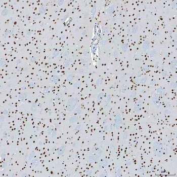 SF3B3 Rabbit Polyclonal Antibody