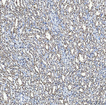 SF3B3 Rabbit Polyclonal Antibody