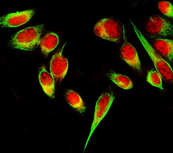SF3B3 Rabbit Polyclonal Antibody