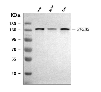 SF3B3 Rabbit Polyclonal Antibody
