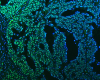 SF3B3 Rabbit Polyclonal Antibody