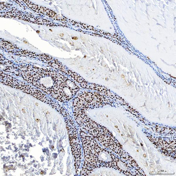 SF3B3 Rabbit Polyclonal Antibody