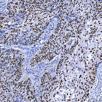 SF3B3 Rabbit Polyclonal Antibody