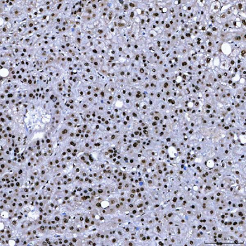 SF3B3 Rabbit Polyclonal Antibody