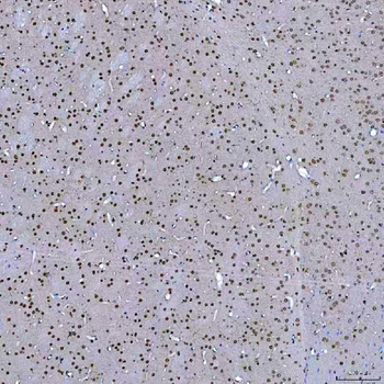 SF3A3 Rabbit Polyclonal Antibody
