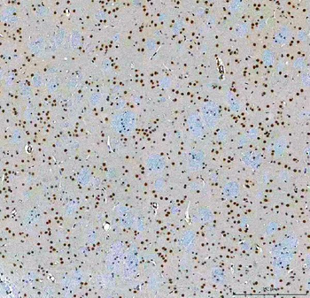 SF3A3 Rabbit Polyclonal Antibody