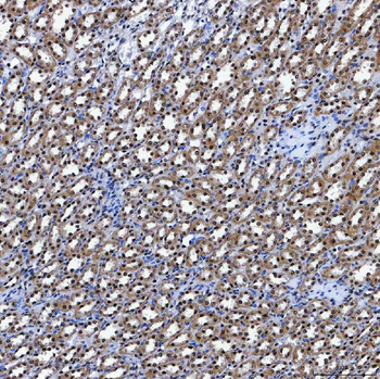 SF3A3 Rabbit Polyclonal Antibody