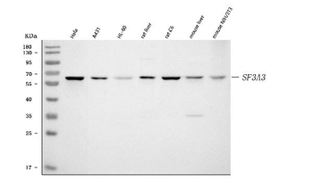 SF3A3 Rabbit Polyclonal Antibody
