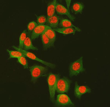 SF3A3 Rabbit Polyclonal Antibody