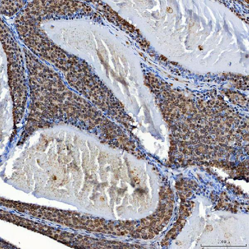 SF3A3 Rabbit Polyclonal Antibody