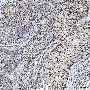 SF3A3 Rabbit Polyclonal Antibody