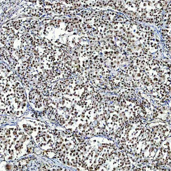 SF3A3 Rabbit Polyclonal Antibody