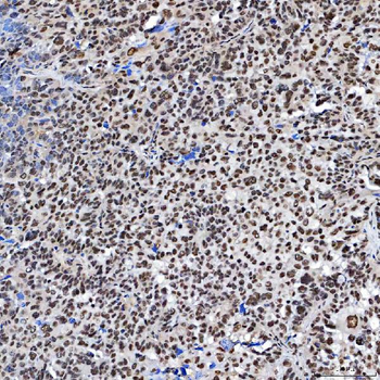 SF3A3 Rabbit Polyclonal Antibody