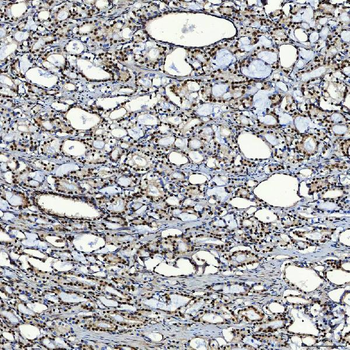 SF3A3 Rabbit Polyclonal Antibody