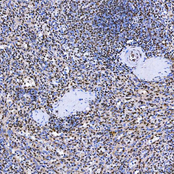 SF3A3 Rabbit Polyclonal Antibody