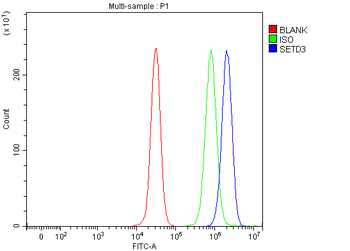 SETD3 Rabbit Polyclonal Antibody