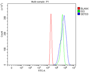 SETD3 Rabbit Polyclonal Antibody