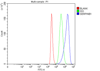 PI2/SERPINB1 Rabbit Polyclonal Antibody