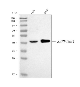 PI2/SERPINB1 Rabbit Polyclonal Antibody