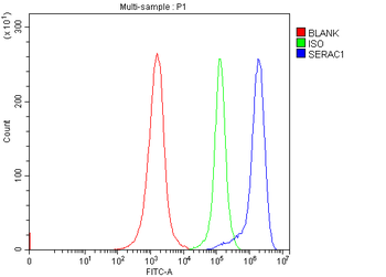 SERAC1 Rabbit Polyclonal Antibody
