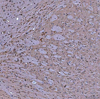 SERAC1 Rabbit Polyclonal Antibody