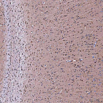 SERAC1 Rabbit Polyclonal Antibody