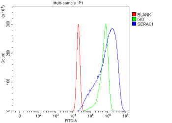 SERAC1 Rabbit Polyclonal Antibody