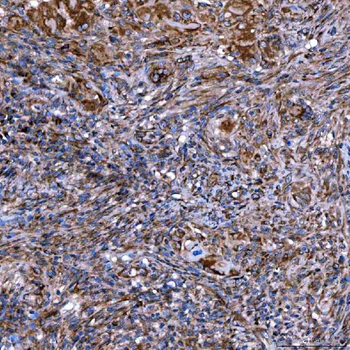 SERAC1 Rabbit Polyclonal Antibody