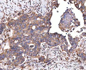 SERAC1 Rabbit Polyclonal Antibody
