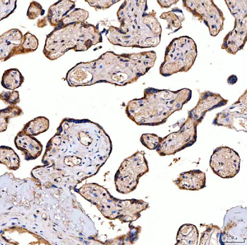 SERAC1 Rabbit Polyclonal Antibody