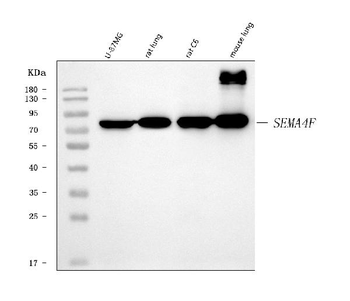 SEMA4F Rabbit Polyclonal Antibody