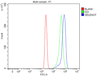SELENOT Rabbit Polyclonal Antibody