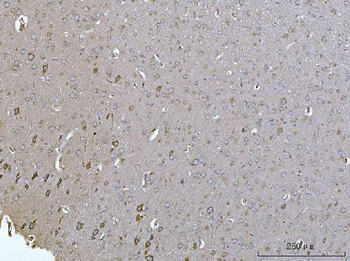 SELENOT Rabbit Polyclonal Antibody