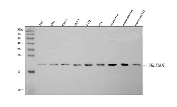 SELENOT Rabbit Polyclonal Antibody